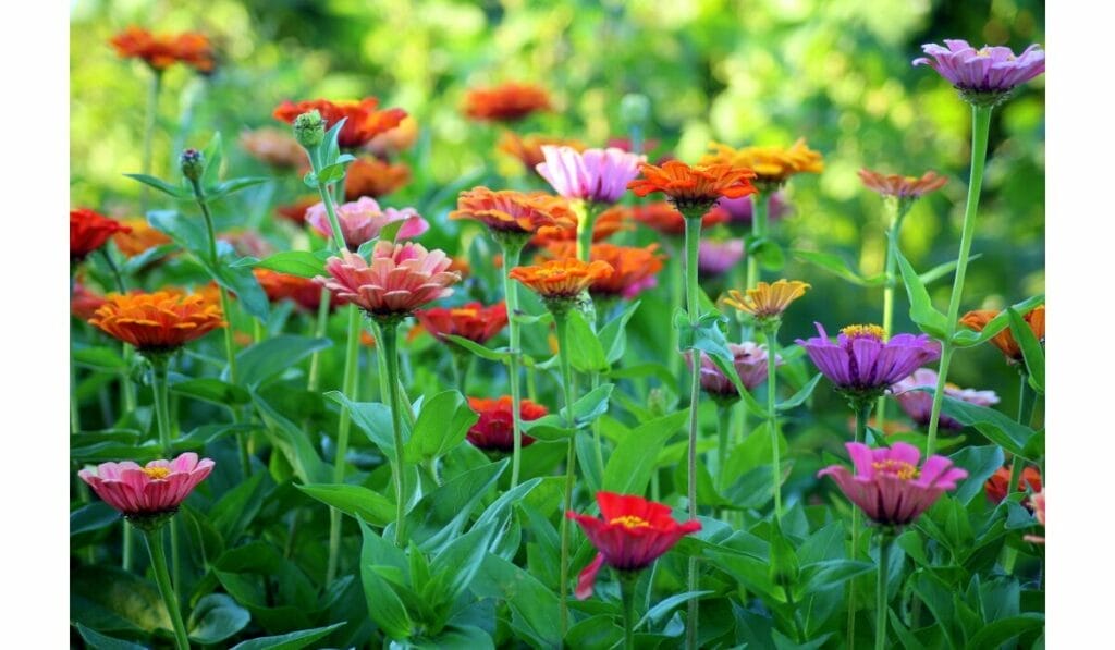 Auckland Domain's tranquil beauty with Wintergardens